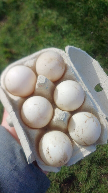Polish hatching eggs