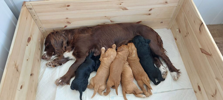 Cocker spaniel puppies