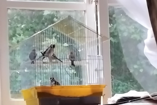 3x goldfinch hens