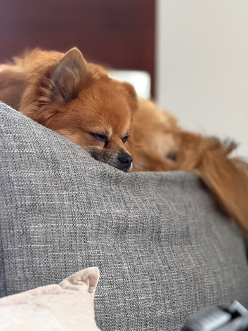 Pomeranian mix