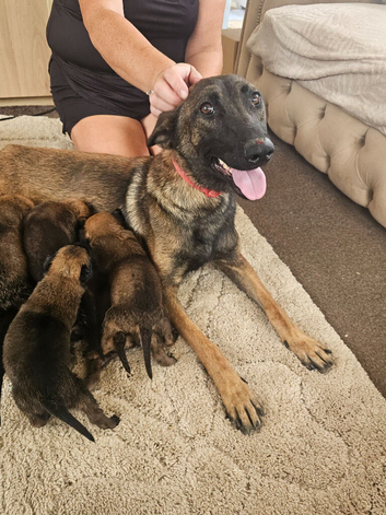 Belgium malinois puppies