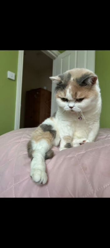 Lola in plym