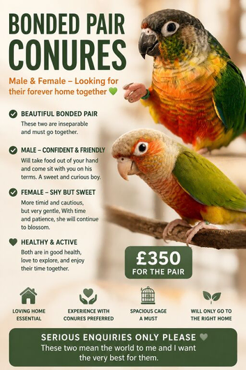Bonded pair of green cheek conures