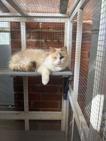 Dilute tortie ragdoll female