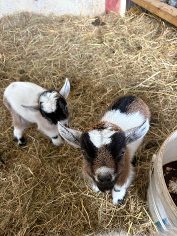 Beautiful Pygmy twins for sale