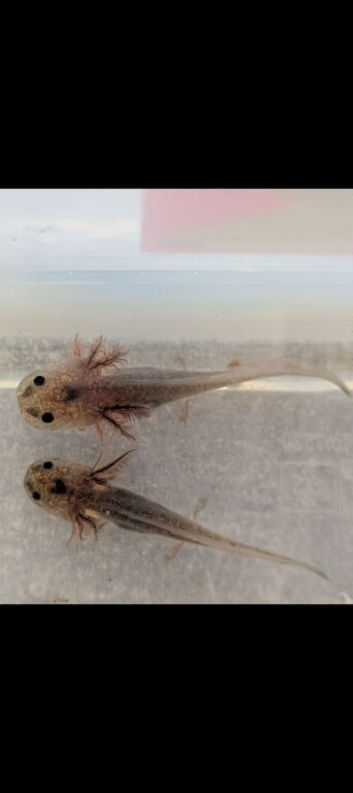 Baby Axolotls