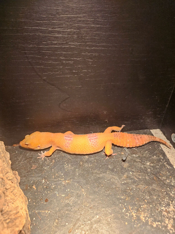 2 Female Leopard Geckos for Sale