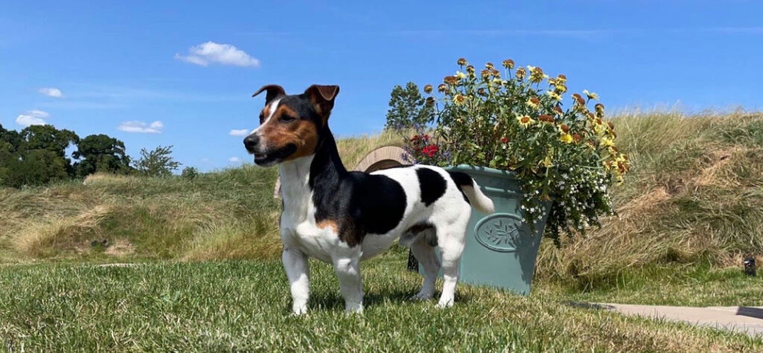 Jack Russell stud dog
