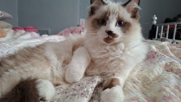 Ragdoll cross Persian