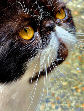 MISSING CAT!
