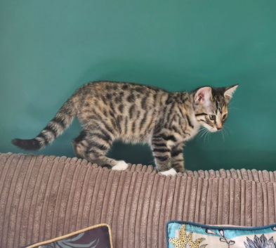 Bengal cross kitten READY NOW