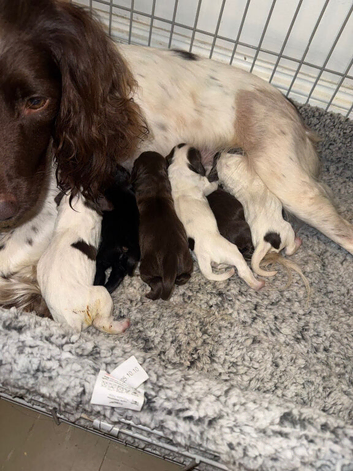 Sprocker puppies for sale