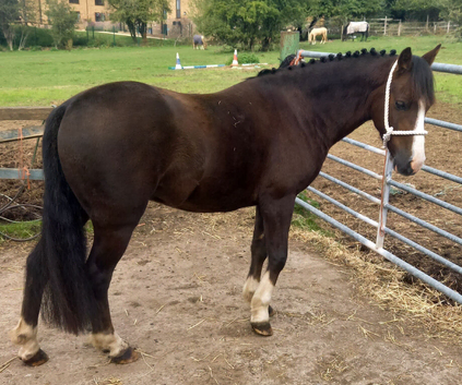 !12hh absolute show quality!