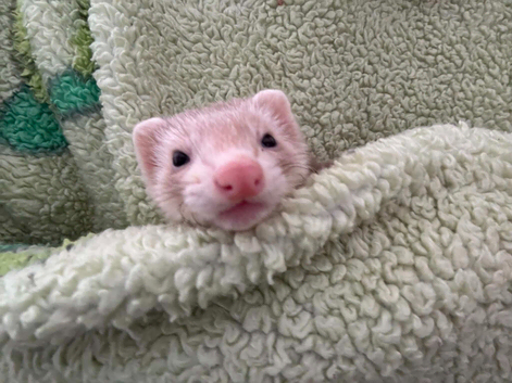 Beautiful 12 week old female ferret