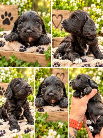miniature cockerpoos