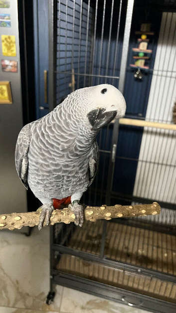 Cute baby African grey