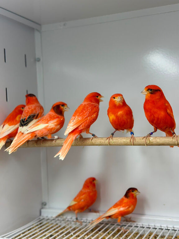 Red factor canaries