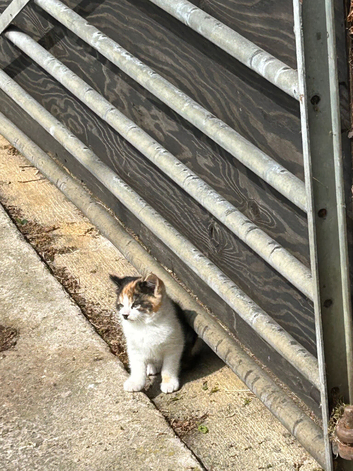 Farm kittens available