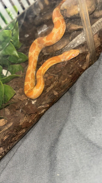 Corn Snakes For Sale
