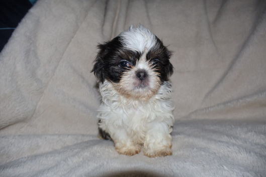 Blue & Black dobbie imperials kc registered