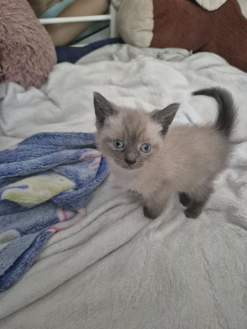 Boy and girl ragdolls