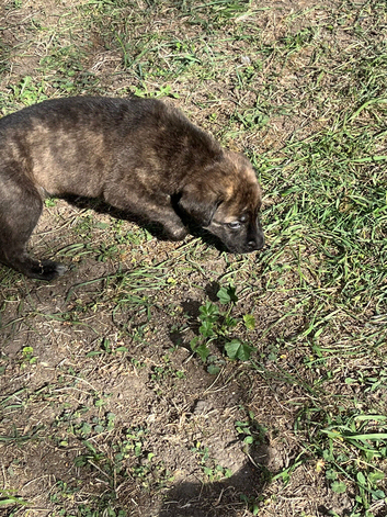 Cane Corso puppies