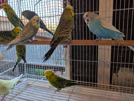 1 year old cock birds budgies