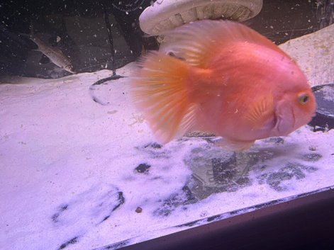 Orange chiclids