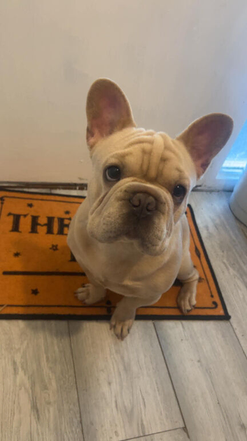 French bulldog big rope