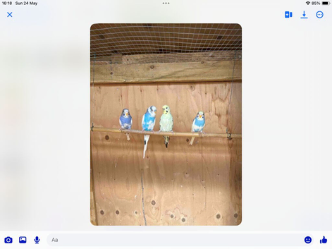 Baby budgies for sale