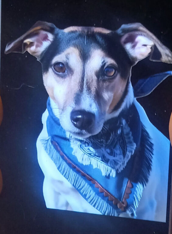 Two male adorable Jack Russells