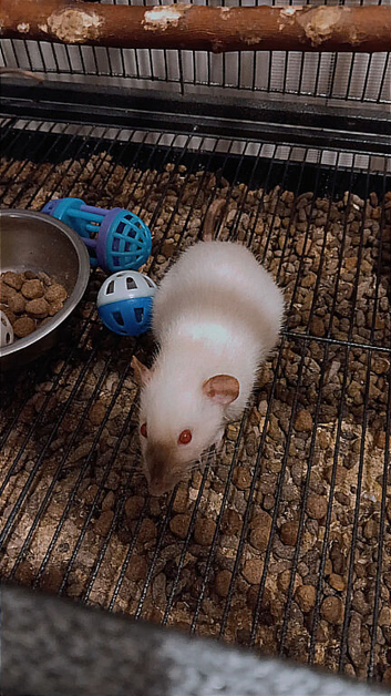 Dumbo rats