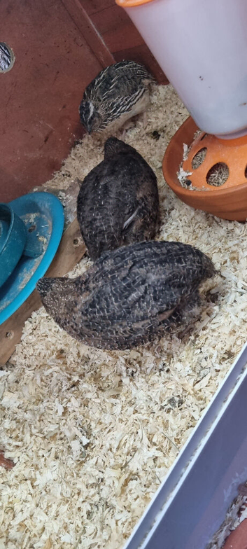 7 week old group