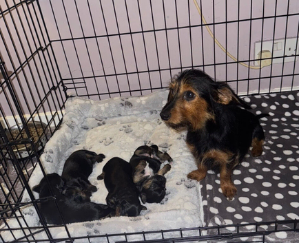 Beautiful puppies for sale