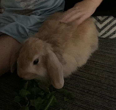 Mini Lop - Female + indoor set up