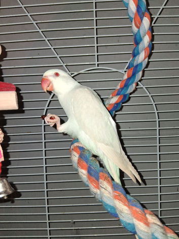 Ringneck Palid blue female for sale &pound;250