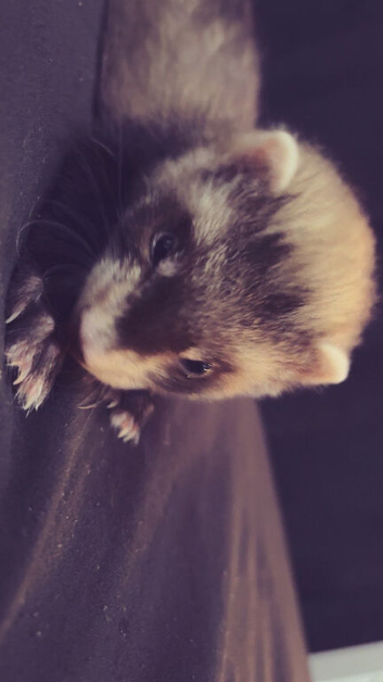 Two kit ferrets