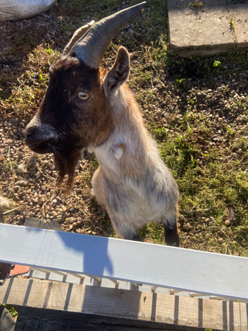 Young pygmy Billy goat