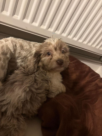 9 week puppy