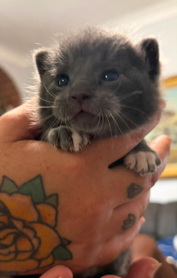 2 beautiful grey kittens