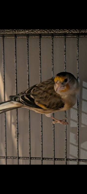 Unsexed Goldfinch mules