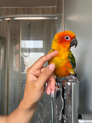 Silly tame baby sun conure