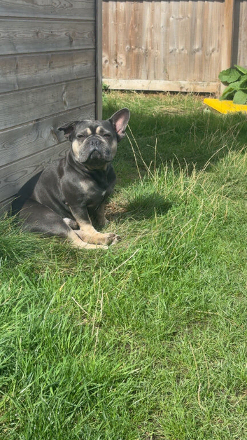 Male French bulldog