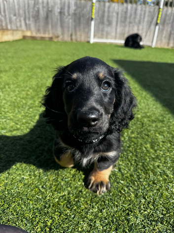 Long Haired Miniature Dachshund Puppy