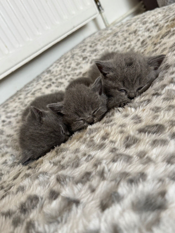 Beautiful British shorthairs