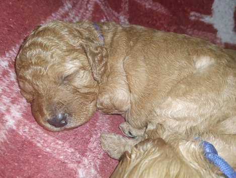 F1b cockapoo puppies for sale