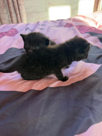 Kittens looking for a forever home