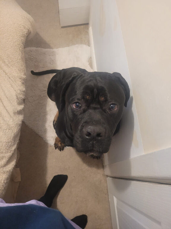 2 Year Old Male