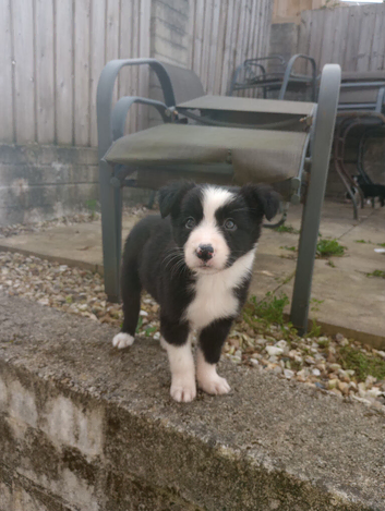 Border collie