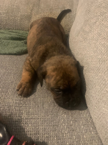 american bully